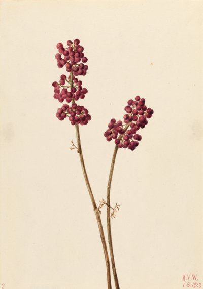 美人莓（Callicarpa americana） 作者 玛丽·沃克斯·沃尔科特