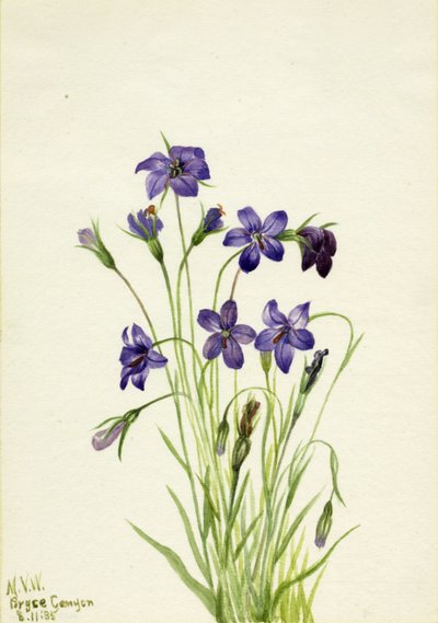 铃铛花Campanula，1935年。 作者 玛丽·沃克斯·沃尔科特