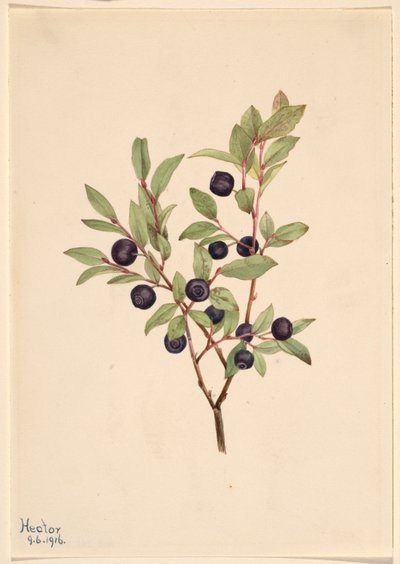 大越橘（Vaccinium membranaceum） 作者 玛丽·沃克斯·沃尔科特