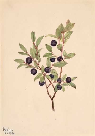 Big Whortleberry Vaccinium membranaceum, 1916. 作者 玛丽·沃克斯·沃尔科特