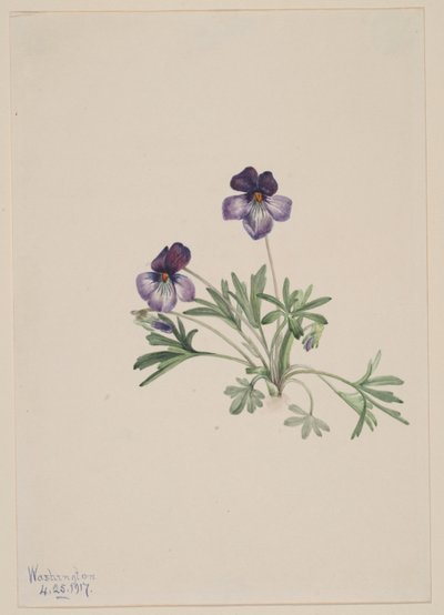 鸟脚紫罗兰（Viola pedata） 作者 玛丽·沃克斯·沃尔科特