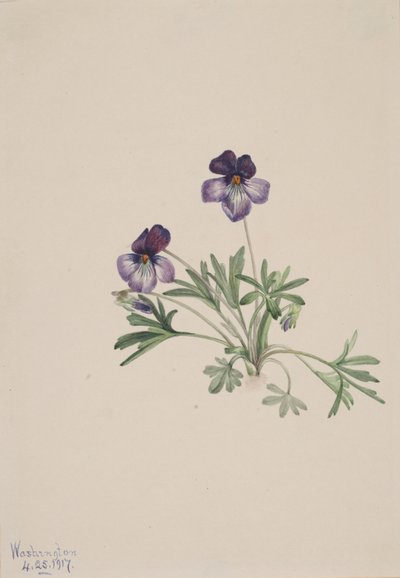 鸟脚紫罗兰 Viola pedata, 1917. 作者 玛丽·沃克斯·沃尔科特
