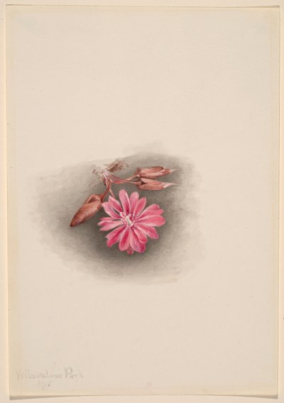苦菜（Lewisia redivivivia） 作者 玛丽·沃克斯·沃尔科特