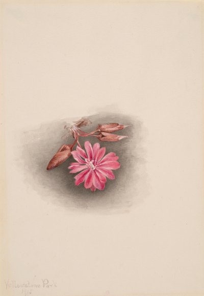 Bitterroot Lewisia redivivia, 1915. 作者 玛丽·沃克斯·沃尔科特