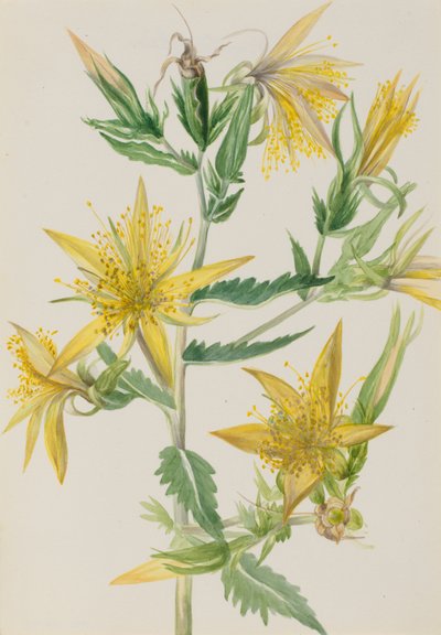 Blazing Star Mentzelia laevicaulis，约1930年代。 作者 玛丽·沃克斯·沃尔科特
