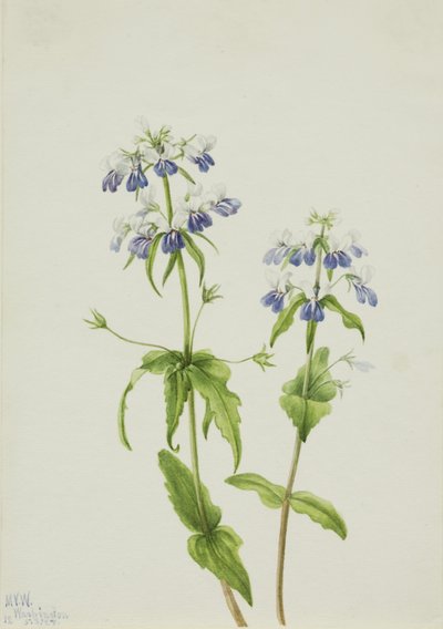 蓝眼玛丽（Collinsia verna） 作者 玛丽·沃克斯·沃尔科特