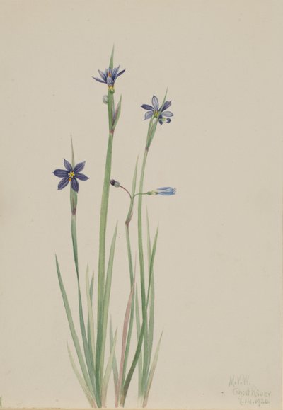 蓝眼草（Sisyrinchium angustifolium） 作者 玛丽·沃克斯·沃尔科特
