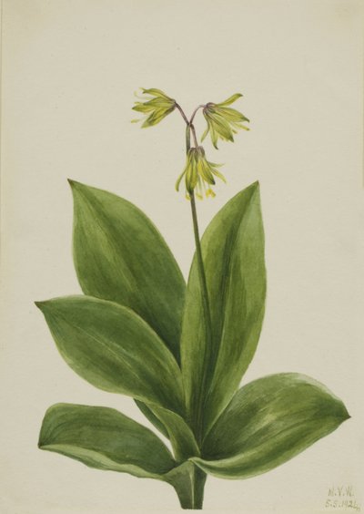 蓝珠Clintonia borealis，1924。 作者 玛丽·沃克斯·沃尔科特