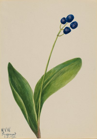 蓝珠Clintonia borealis，1932。 作者 玛丽·沃克斯·沃尔科特