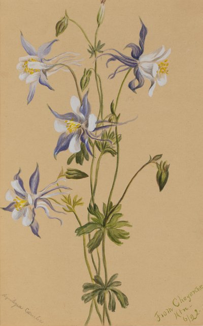 蓝色哥伦布（Aquilegia caerulea） 作者 玛丽·沃克斯·沃尔科特