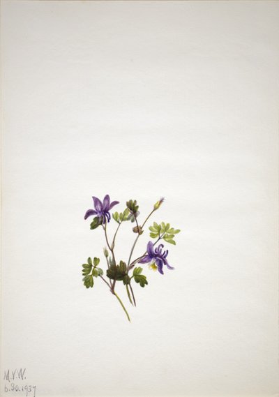 蓝色哥伦布（Aquilegia saximontana） 作者 玛丽·沃克斯·沃尔科特
