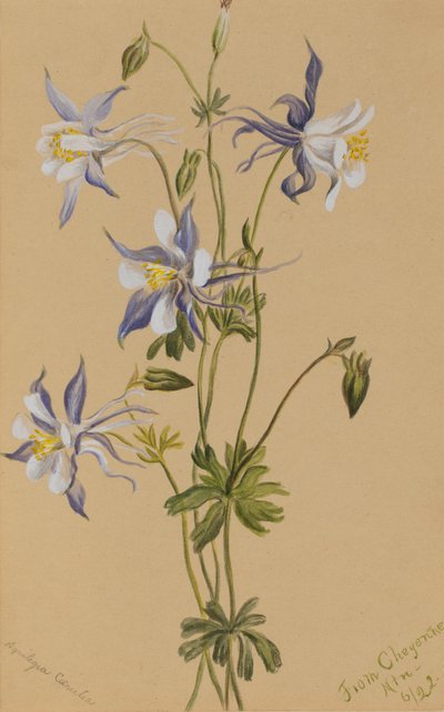 Blue Columbine Aquilegia caerulea, 1922. 作者 玛丽·沃克斯·沃尔科特