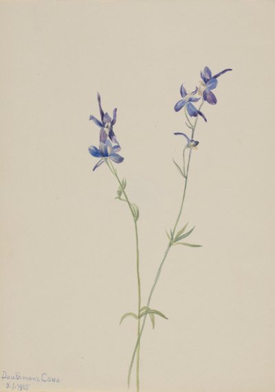 蓝色飞燕草（Delphinium nuttallianum） 作者 玛丽·沃克斯·沃尔科特