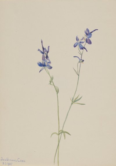Blue Larkspur Delphinium nuttallianum, 1905. 作者 玛丽·沃克斯·沃尔科特