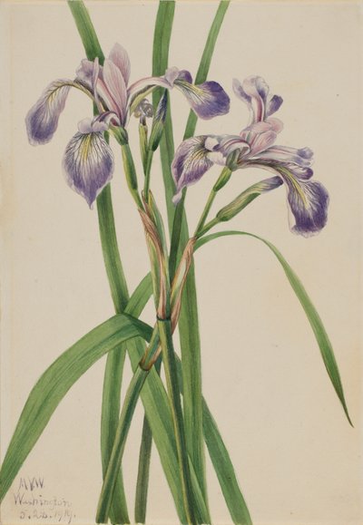 蓝旗鸢尾花 Iris versicolor, 1919. 作者 玛丽·沃克斯·沃尔科特