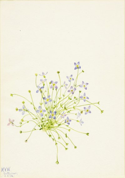 蓝花楹（Houstonia serpyllifolia） 作者 玛丽·沃克斯·沃尔科特