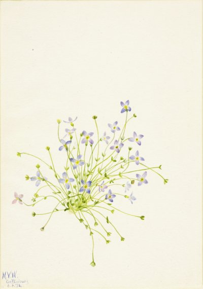 Bluets Houstonia serpyllifolia, 1934. 作者 玛丽·沃克斯·沃尔科特