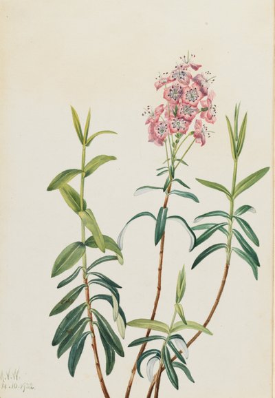 沼泽Kalmia Kalmia polifolia，1922。 作者 玛丽·沃克斯·沃尔科特
