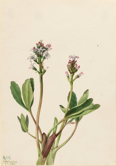 鹅掌楸（Menyanthes trifoliata） 作者 玛丽·沃克斯·沃尔科特