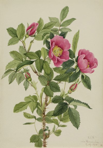 Bourgeau Rose Rosa bourgeauiana, 1920. 作者 玛丽·沃克斯·沃尔科特