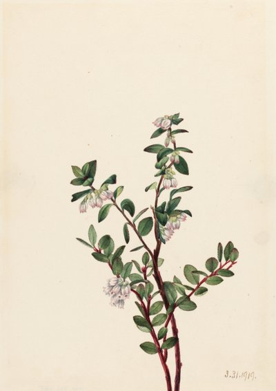 盒装哈克贝利（Gaylussacia brachycera） 作者 玛丽·沃克斯·沃尔科特