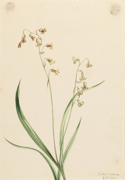 铜铃花（Stenanthium occidentale） 作者 玛丽·沃克斯·沃尔科特