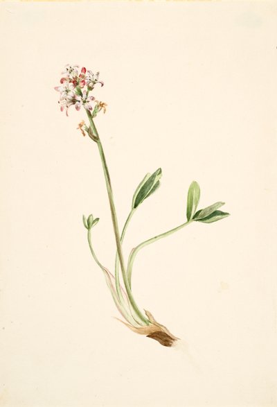 Buckbean Menyanthes trifoliata, ca. 1900-1920. 作者 玛丽·沃克斯·沃尔科特