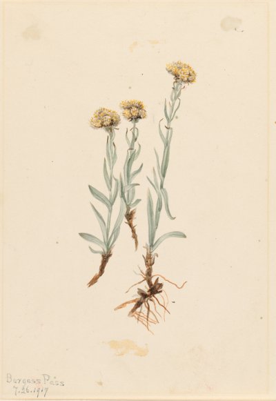 水仙花（Antennaria luzuloides） 作者 玛丽·沃克斯·沃尔科特