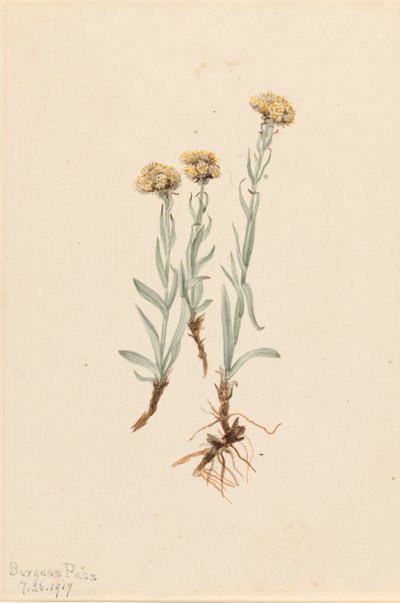Buff Pussytoes Antennaria luzuloides, 1917. 作者 玛丽·沃克斯·沃尔科特