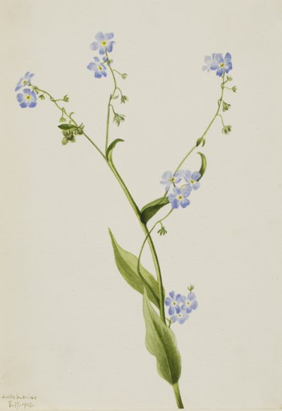 Bur-forget-me-not Lappula diffusa, 1903. 作者 玛丽·沃克斯·沃尔科特
