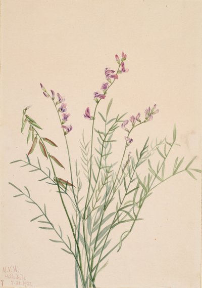 Burgess Milkvetch Astragalus bourgovii, 1922. 作者 Mary Vaux Walcott
