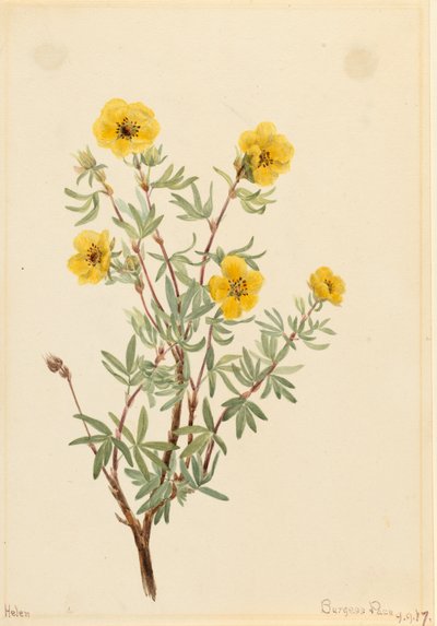 Bush Cinquefoil Potentilla fruticosa, 1917. 作者 玛丽·沃克斯·沃尔科特