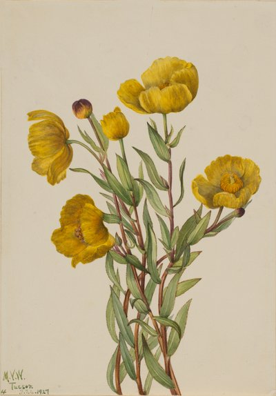 Bushpoppy Dendromecon rigidum, 1927. 作者 玛丽·沃克斯·沃尔科特