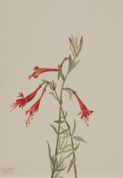 California Fuschia Zauschneria californica, 1936. 作者 玛丽·沃克斯·沃尔科特