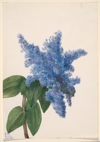 加州丁香（Ceanothus thyrsiflorus） 作者 玛丽·沃克斯·沃尔科特