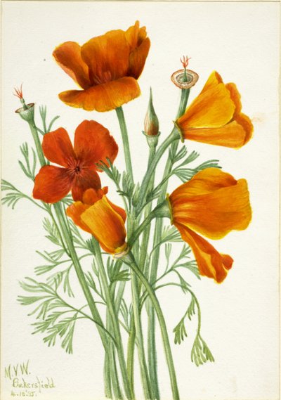 加州罂粟 Eschscholtzia californica, 1935. 作者 玛丽·沃克斯·沃尔科特