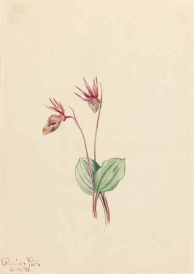 卡利普索（Cytherea bulbosa) 作者 玛丽·沃克斯·沃尔科特