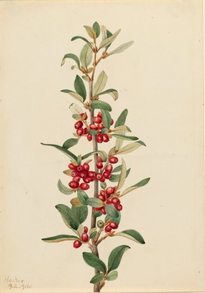 加拿大牛肝菌 Lepargyrea canadensis, 1916. 作者 玛丽·沃克斯·沃尔科特