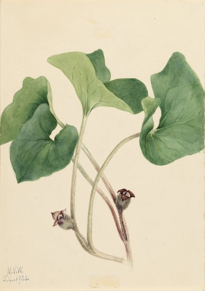 加拿大野姜（Asarum canadense） 作者 玛丽·沃克斯·沃尔科特