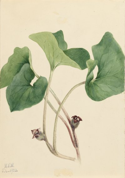加拿大野姜 Asarum canadense, 1920. 作者 玛丽·沃克斯·沃尔科特