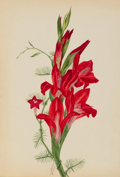 大麻和柏树藤 Canna种和Ipomoea quamoclit, 1877. 作者 玛丽·沃克斯·沃尔科特