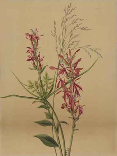 Cardinal Flower Lobelia cardinalis, 1878. 作者 玛丽·沃克斯·沃尔科特