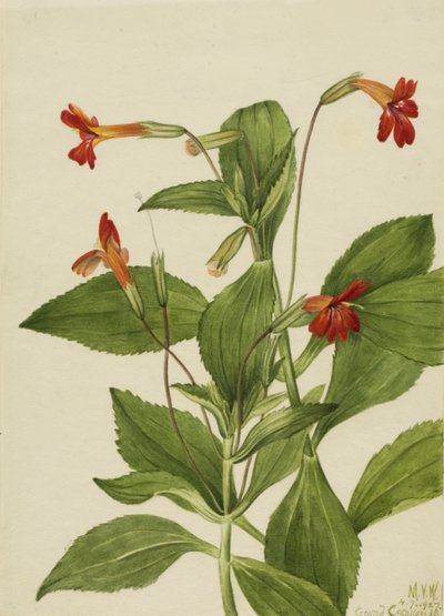红衣主教猴花（Mimulus cardinalis） 作者 玛丽·沃克斯·沃尔科特