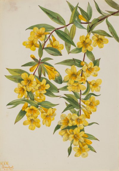 Carolina Jessamine（Gelsemium sempervirens） 作者 玛丽·沃克斯·沃尔科特