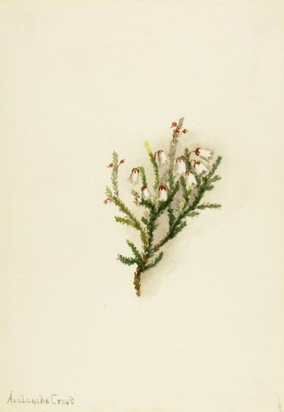 Cassiope Cassiope mertensiana, ca. 1900-1905. 作者 玛丽·沃克斯·沃尔科特