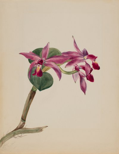 Cattlaya superbus, 1881. 作者 玛丽·沃克斯·沃尔科特