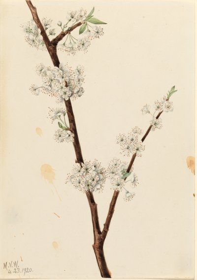 鸡爪李（Prunus angustifolia） 作者 玛丽·沃克斯·沃尔科特