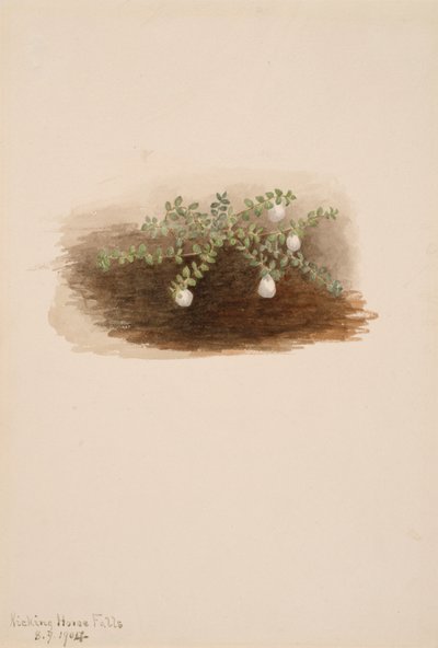 Chiogenes hispidula, 1904. 作者 玛丽·沃克斯·沃尔科特