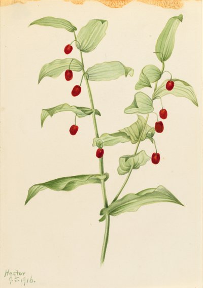 抱茎（Streptopus amplexifolius) 作者 玛丽·沃克斯·沃尔科特