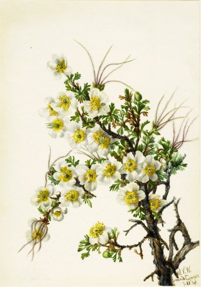 Cliffrose Canshuriana, 1934. 作者 玛丽·沃克斯·沃尔科特